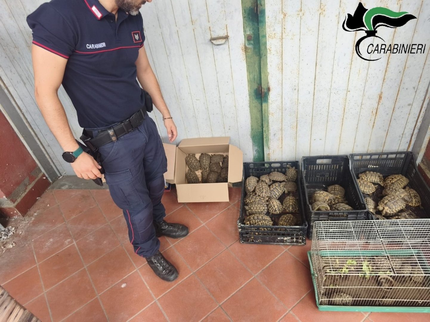 Catania, sequestrate 102 tartarughe protette: erano detenute senza documentazione e autorizzazioni