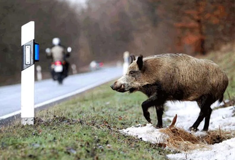 Motociclista 40enne impatta cinghiale lungo la strada: nell’impatto morto l’animale, non in pericolo di vita il centauro